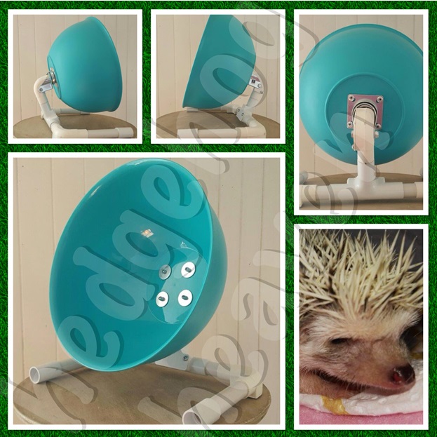 exercise-wheel-a-must-for-a-healthy-hedgie
